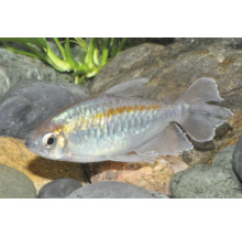 Blauer Kongosalmler mit schimmernden Schuppen und orangefarbenem Streifen im Aquarium mit Steinen und Pflanzen.