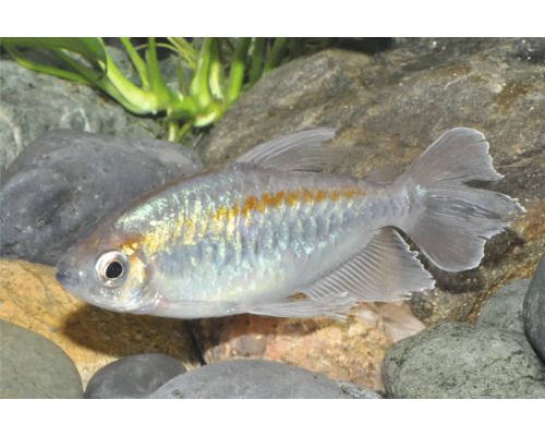 Fisch Kongosalmler lg-xl - Phenacogrammus interruptus Blauer Kongosalmler mit schimmernden Schuppen und orangefarbenem Streifen im Aquarium mit Steinen und Pflanzen.