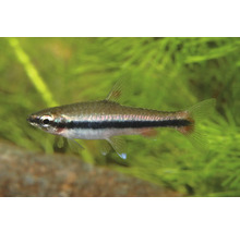 Petit poisson d'ornement avec une bande noire longitudinale et une nageoire caudale rougeâtre dans un aquarium planté.