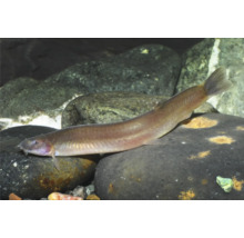 Loche avec corps allongé et barbillons posée sur une pierre dans un aquarium.