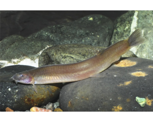 Schmerle mit langgestrecktem Körper und Barteln liegt auf einem Stein in einem Aquarium.