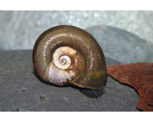 Braune Posthornschnecke für das Aquarium auf einem grauen Stein.