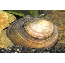 Grande moule d'étang dans un aquarium sur du gravier sombre entre des pierres.