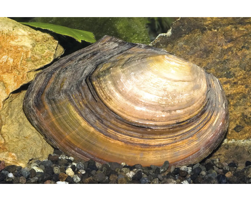 Grande moule d'étang dans un aquarium sur du gravier sombre entre des pierres.