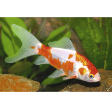 Weiß-oranger Shubunkin-Goldfisch schwimmt in einem hellen Aquarium mit grünen Wasserpflanzen und Steinen.