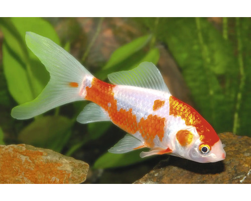 Weiß-oranger Shubunkin-Goldfisch schwimmt in einem hellen Aquarium mit grünen Wasserpflanzen und Steinen.