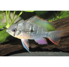 Cichlidé bélier bolivien Mikrogeophagus altispinosus dans un aquarium avec plantes et décor en bois.