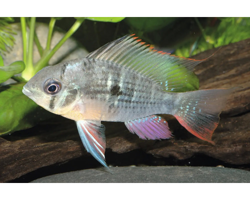 Cichlidé bélier bolivien Mikrogeophagus altispinosus dans un aquarium avec plantes et décor en bois.