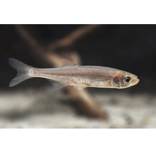 Moderlieschen Leucaspius delineatus, kleiner silberner Teichfisch für Kaltwasseraquarien.