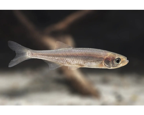 Fisch Moderlieschen - Leucaspius delineatus Moderlieschen Leucaspius delineatus, kleiner silberner Teichfisch für Kaltwasseraquarien.