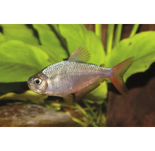 Rautenflecksalmler Hyphessobrycon anisitsi mit silbrigem Körper und roten Flossen.