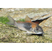 Poisson-chat cuirassé Corydoras dans un aquarium sur une pierre.