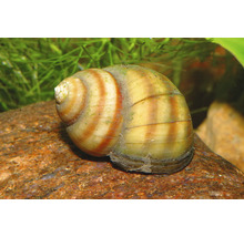 Sumpfdeckelschnecke Viviparus viviparus auf einem Stein im Aquarium.
