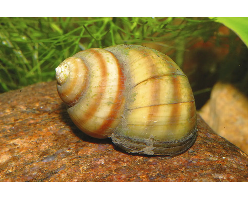 Sumpfdeckelschnecke Viviparus viviparus auf einem Stein im Aquarium.