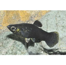 Molly noir Poecilia sphenops nageant dans un aquarium devant des pierres.