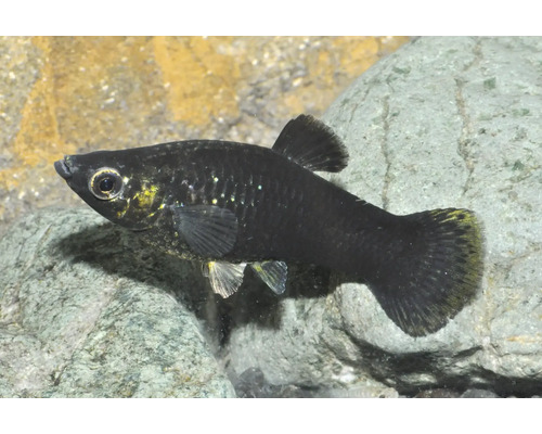 Schwarzer Molly Poecilia sphenops schwimmt im Aquarium vor Steinen.