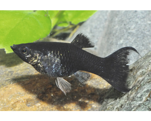 Zierfisch Black Molly Poecilia sphenops im Aquarium.