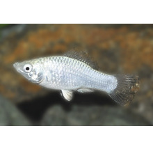 Poisson Molly blanc argenté pour aquariums avec des écailles irisées et des nageoires transparentes.