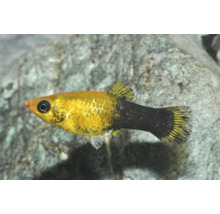 Poisson d'aquarium molly or et noir avec un corps doré et une queue noire dans un aquarium.