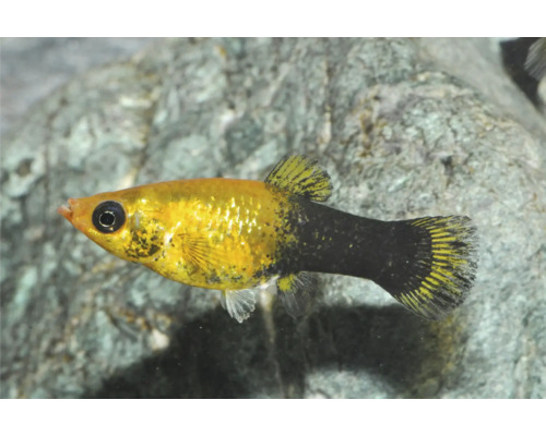 Gold-Schwarz-Molly Zierfisch mit goldenem Körper und schwarzer Schwanzpartie im Aquarium.