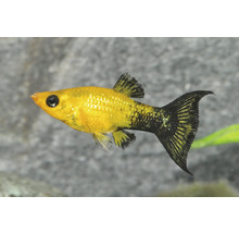 Gold-Molly Zierfisch mat schwaarze Flecken fir den Aquarium.