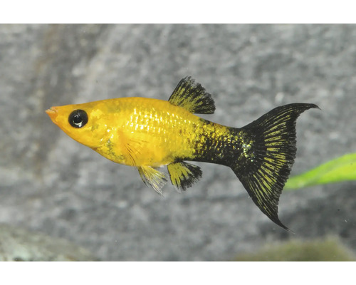 Gold-Molly Zierfisch mat schwaarze Flecken fir den Aquarium.