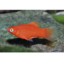 Poisson d'ornement Platy rouge nageant dans un aquarium.