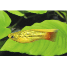 Poisson d'ornement Platy jaune avec nageoire caudale orange dans un aquarium.