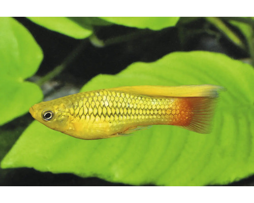 Gelber Platy Zierfisch mit orangefarbener Schwanzflosse in einem Aquarium.