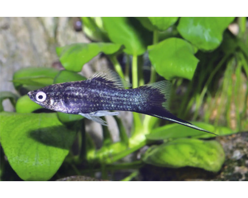 Schwarzer Schwertträger Aquarienfisch Xiphophorus hellerii im Aquarium mit Wasserpflanzen.