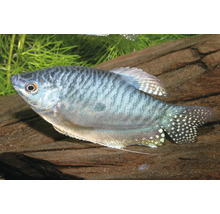 Gourami marbré Trichopodus trichopterus avec des marbrures sombres et des nageoires pelviennes filiformes dans un aquarium.