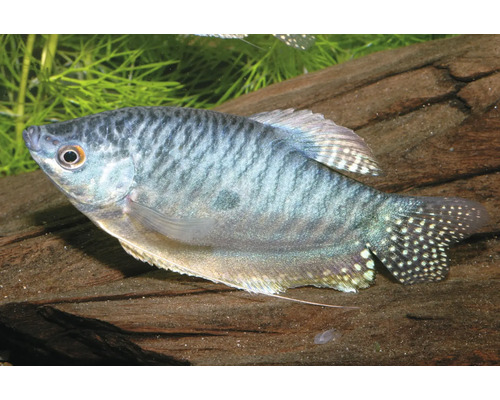 Fisch Marmorfadenfisch - Trichogaster trichopterus Marmorgurami Trichopodus trichopterus mat donkeler Marmoréierung a fuedemfërmege Bauchflossen am Aquarium.