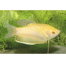 Gourami doré Trichopodus trichopterus dans l'aquarium devant des plantes aquatiques.
