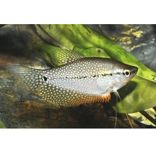 Gourami mosaïque Trichopodus leerii dans un aquarium avec des plantes aquatiques.