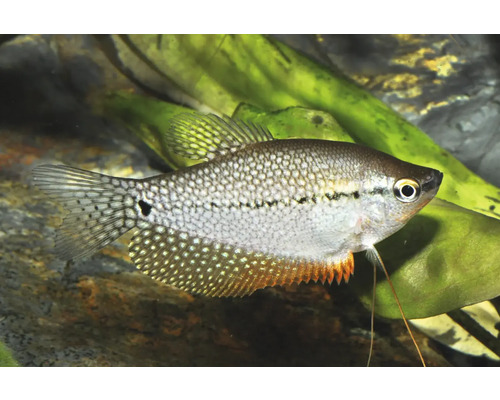 Fisch Mosaikfadenfisch - Trichogaster leeri Mosaikfadenfisch Trichopodus leerii im Aquarium mit Wasserpflanzen.