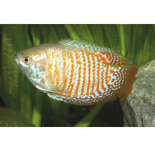 Zwergfadenfisch mit orangefarbenen und blauen Streifen in einem Aquarium mit Pflanzen und einem Stein.