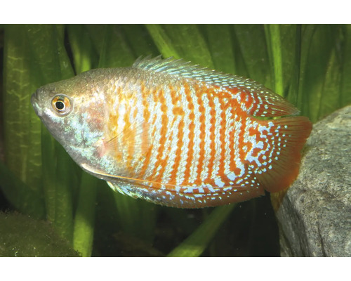 Fisch Zwergfadenfisch - Colisa lalia Zwergfadenfisch mit orangefarbenen und blauen Streifen in einem Aquarium mit Pflanzen und einem Stein.