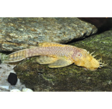 Poisson-chat Ancistrus avec des tentacules sur la tête posé sur une pierre dans un aquarium avec du sable.