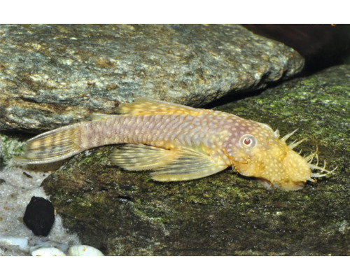 Poisson-chat Ancistrus avec des tentacules sur la tête posé sur une pierre dans un aquarium avec du sable.