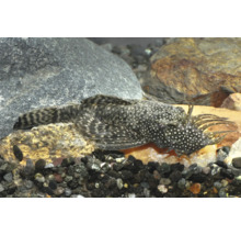 Silure à antennes Ancistrus avec tentacules sur la tête dans un aquarium avec pierres et gravier.