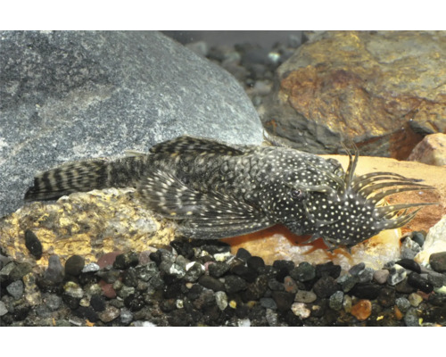 Silure à antennes Ancistrus avec tentacules sur la tête dans un aquarium avec pierres et gravier.