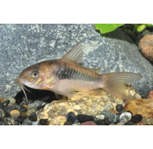Metallpanzerwels Corydoras aeneus am Aquarium op Kiselsteng.
