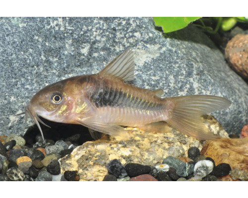 Metallpanzerwels Corydoras aeneus am Aquarium op Kiselsteng.