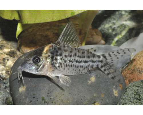 Gefleckter Panzerwels auf einem Stein in einem Aquarium.