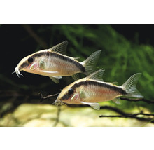 Deux Corydoras adolfoi nageant dans un aquarium avec des plantes aquatiques vertes.