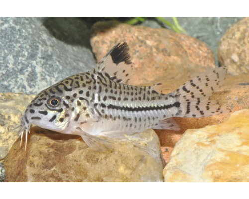 Leopard-Panzerwels Corydoras mit Punktmuster für das Aquarium auf einem Stein.