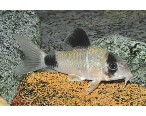 Panda-Panzerwels Corydoras panda im Aquarium auf einem Stein.