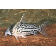 Corydoras de Schwartz Corydoras schwartzi poisson d'aquarium avec rangées de points noirs et barbillons sur une racine.