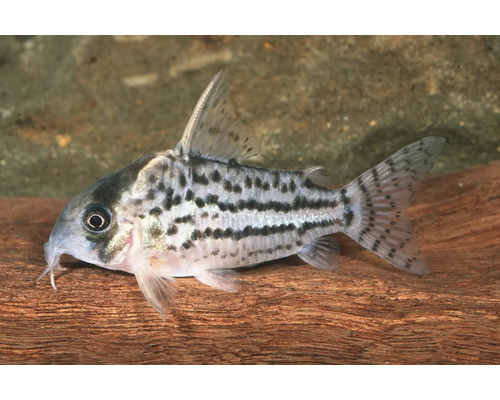 Schwartzs Panzerwels Corydoras schwartzi Aquariumfësch mat donkele Punktreien a Bartelen op enger Wuerzel.