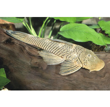 Hexenwels auf einer Wurzel in einem Aquarium mit grünen Pflanzen im Hintergrund.